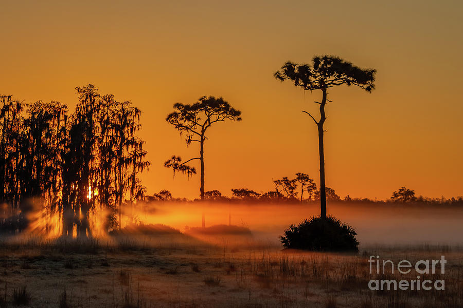 Pine and Cypress Sunrise Photograph by Tom Claud