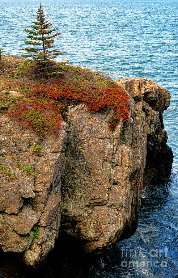 Pine and Rocks on the Ocean Photograph by Olivier Le Queinec
