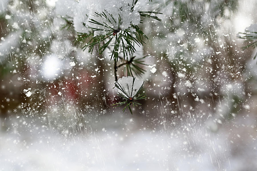 Frozen Pine And Snow / Winter Forest  Love Photograph by Aleksandrs Drozdovs