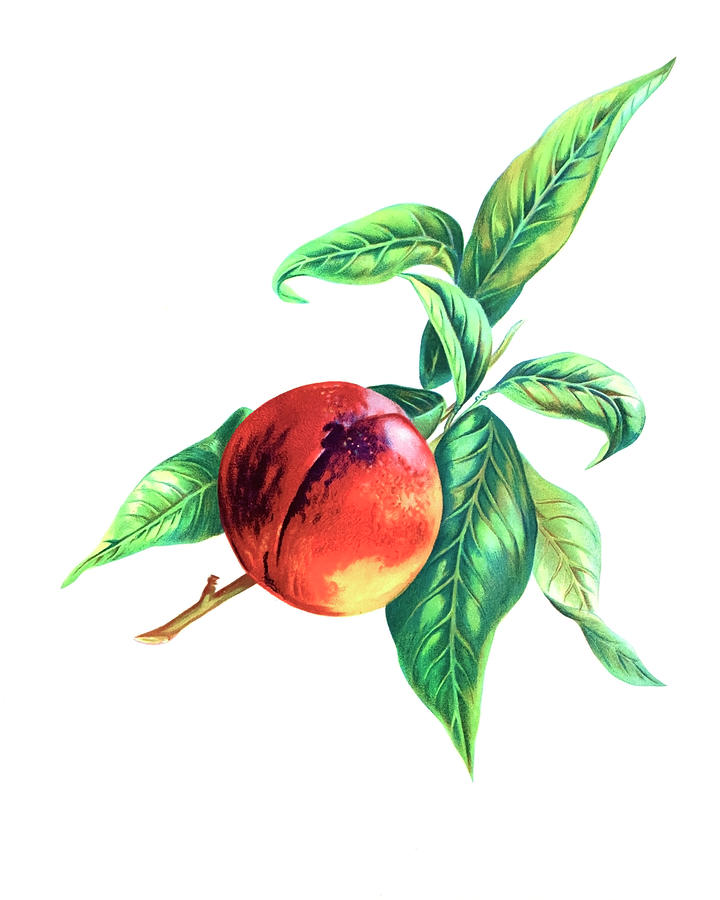 Nature Drawing - Pine apple nectarine by John Wright