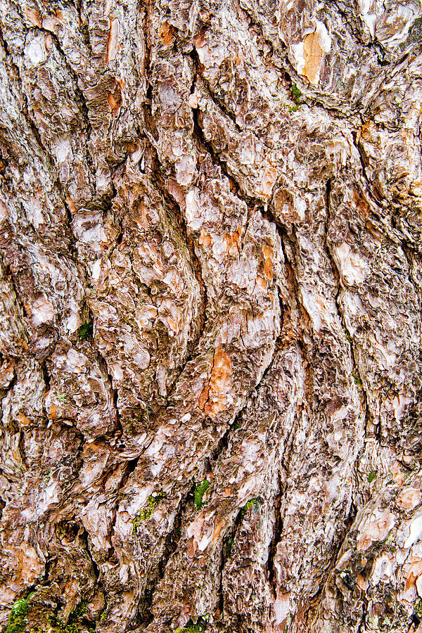 Pine Bark Abstract Photograph by Christina Rollo