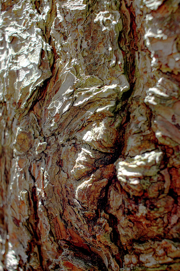 Pine Bark Abstract - June 2023 Photograph by Joseph A Langley