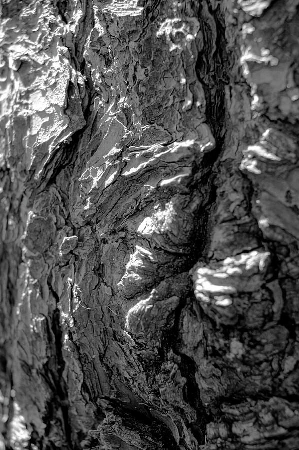Pine Bark Classic Abstract - June 2023 Photograph by Joseph A Langley