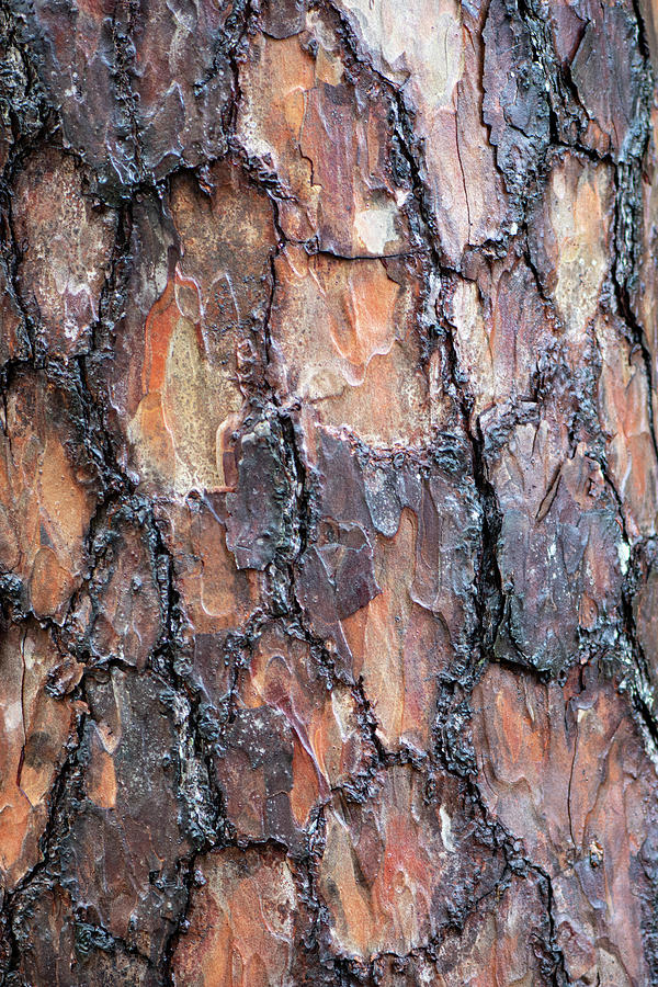 Abstract Photograph - Pine Bark Patterms by Phil And Karen Rispin