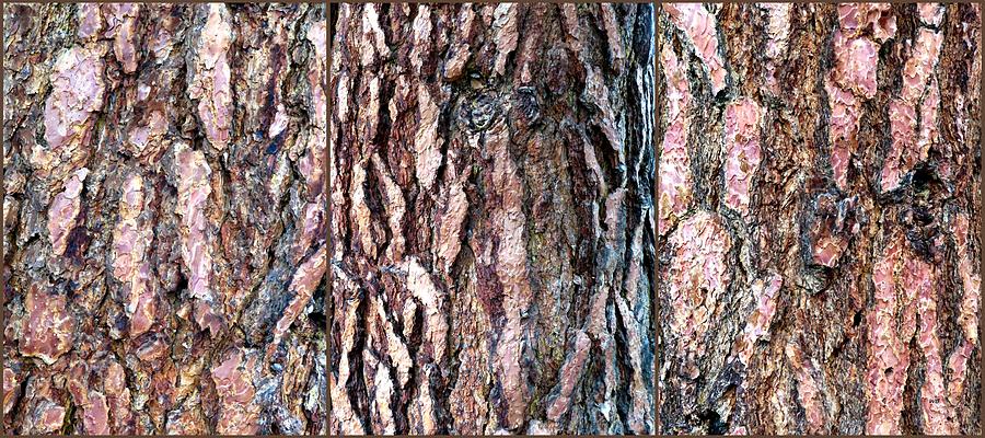 Pine Bark Triptych Digital Art by Will Borden