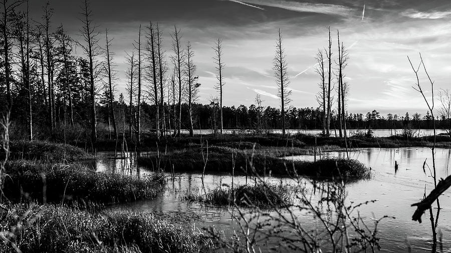 Pine Barrens Landscape Photograph by Louis Dallara