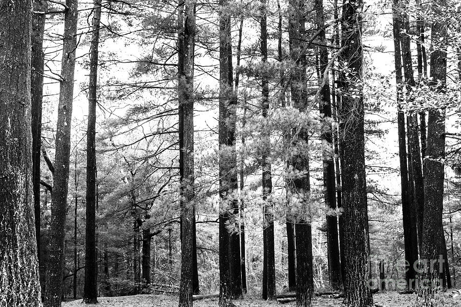 Pine Barrens New Jersey Photograph by John Rizzuto