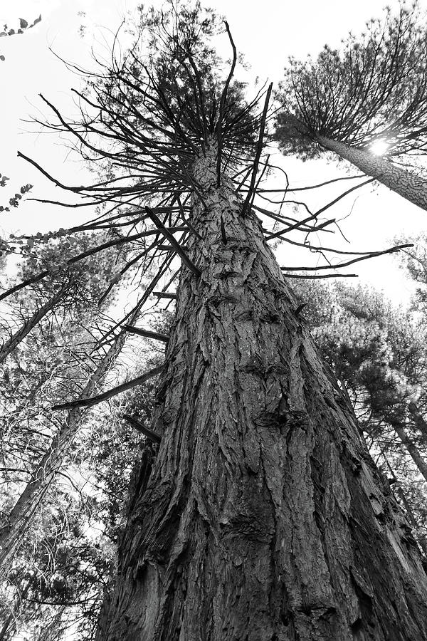 Pine Black and White Photograph by Sierra Vance - Fine Art America