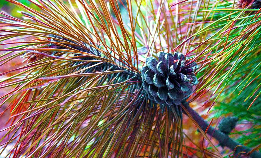 Pine Bloom Photograph by Gigi Dequanne