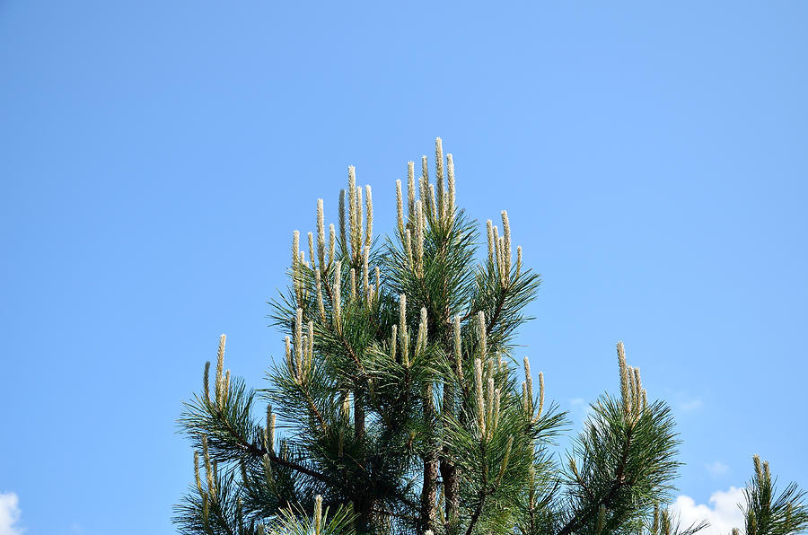 Pine branches in spring Photograph by Banepx