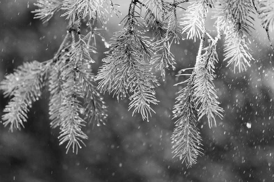 Pine Branches in the Rain Photograph by Susan Stone