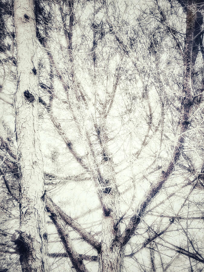 Pine Branches. Photographic Abstract Photograph