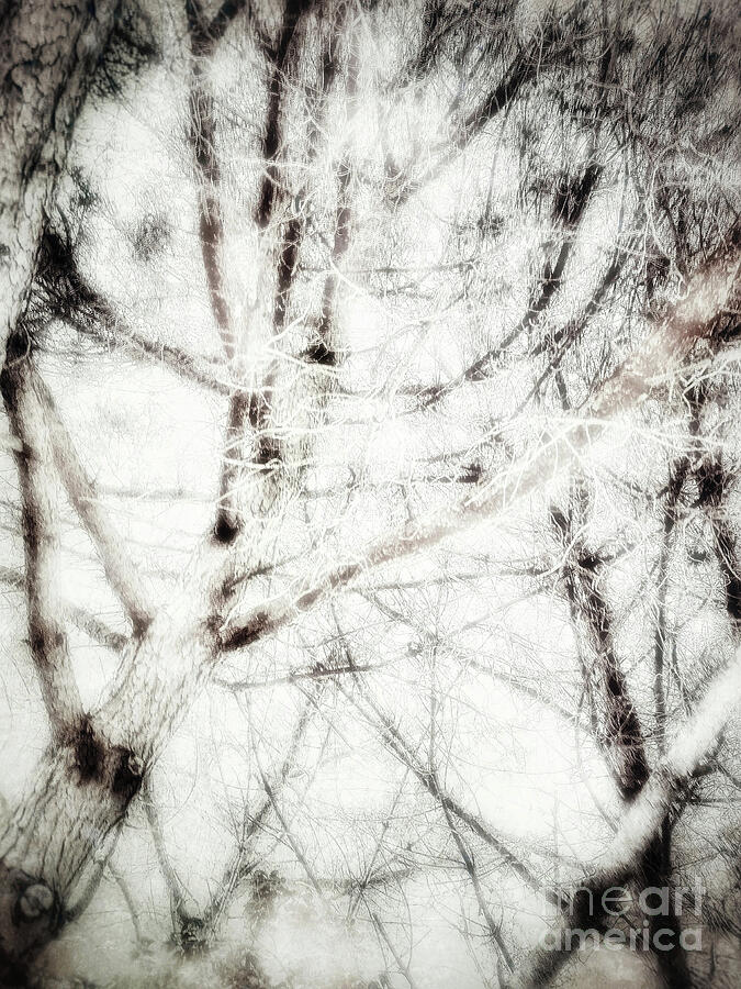 Pine Branches Photography Abstract Photograph