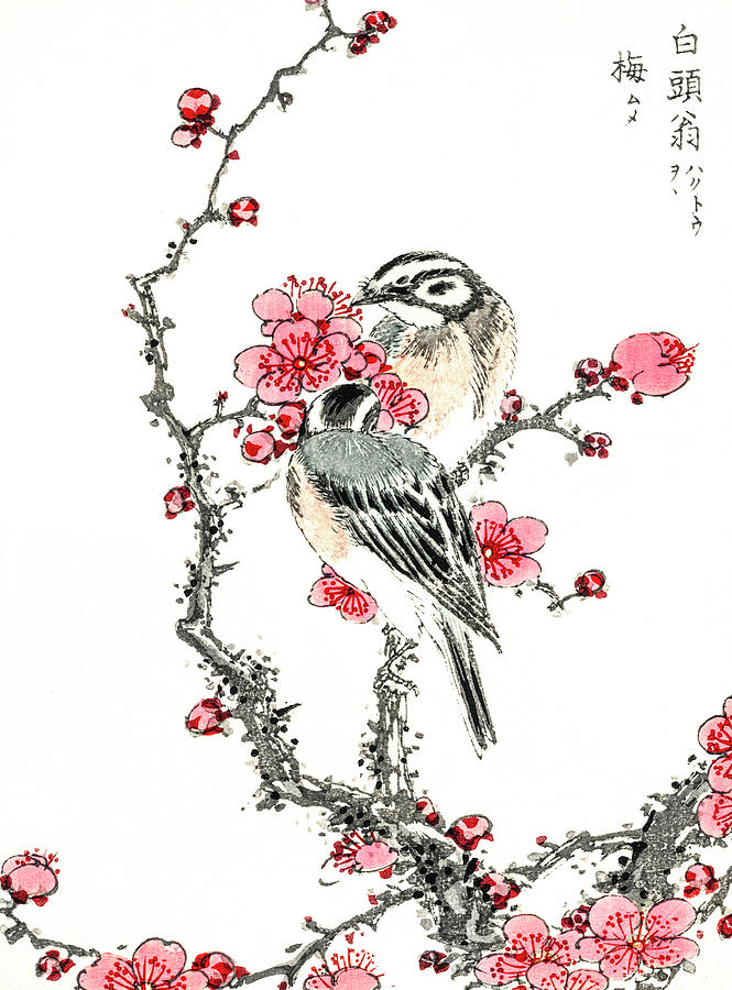 Pine Bunting And Plum Tree Drawing