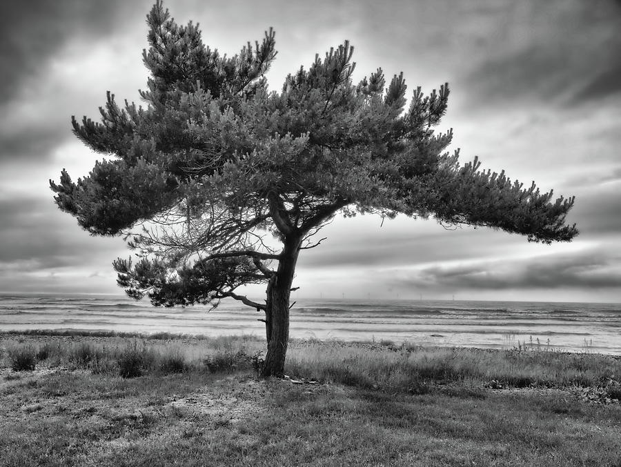 Pine By The Sea Photograph
