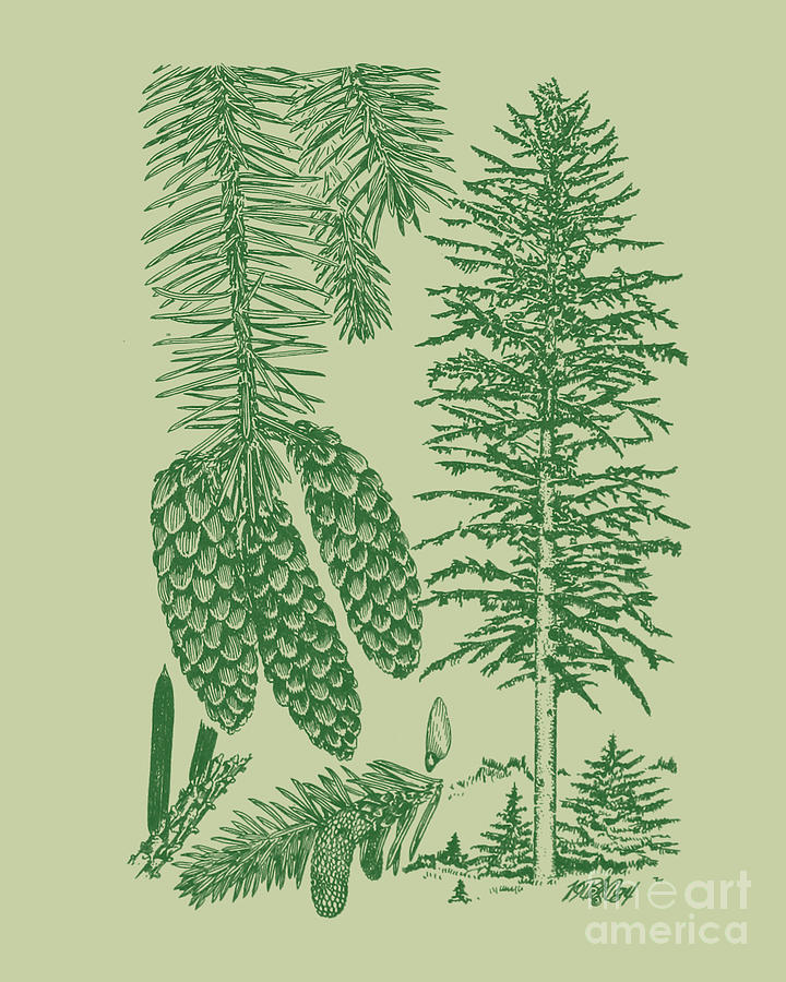 Tree Digital Art - Pine Chart In Green by Madame Memento