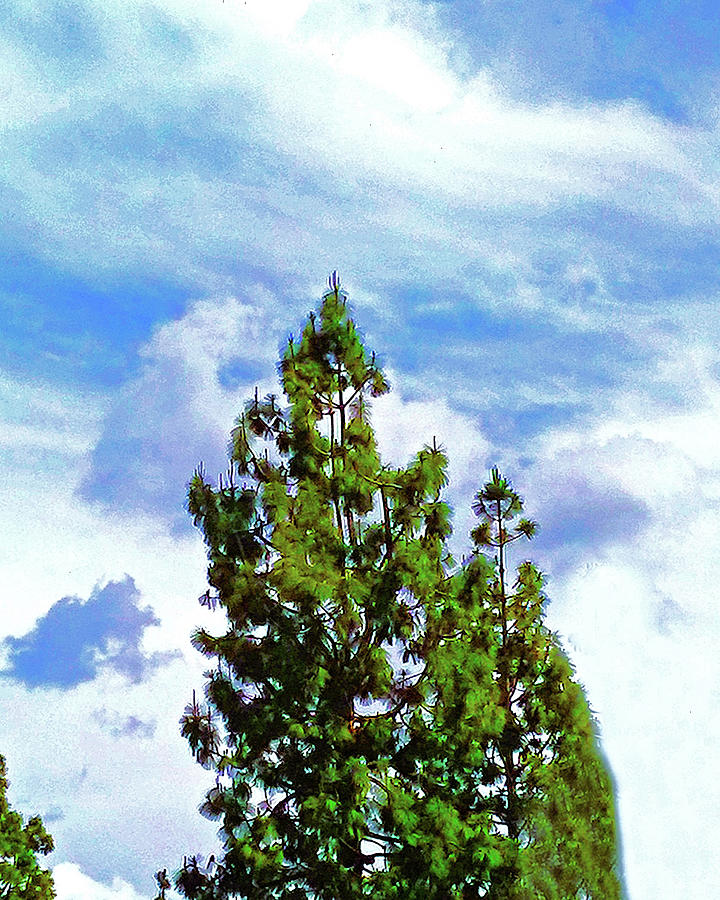 Pine Clouds Photograph by Andrew Lawrence