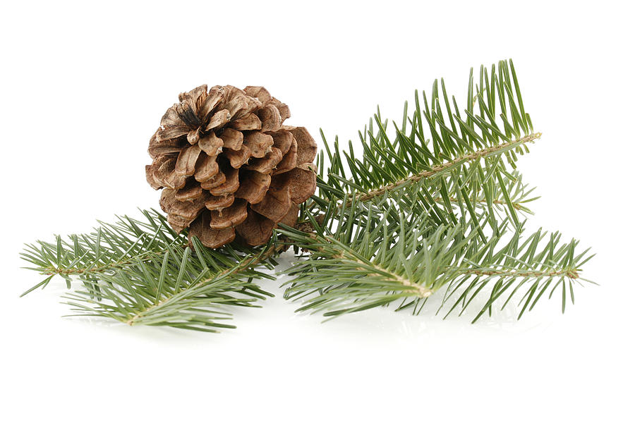 Pine Cone & Needles Photograph by Duckycards