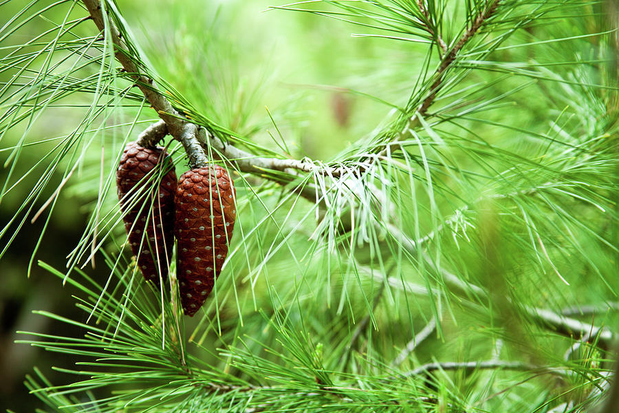 drawings of pine cones and pine boughs