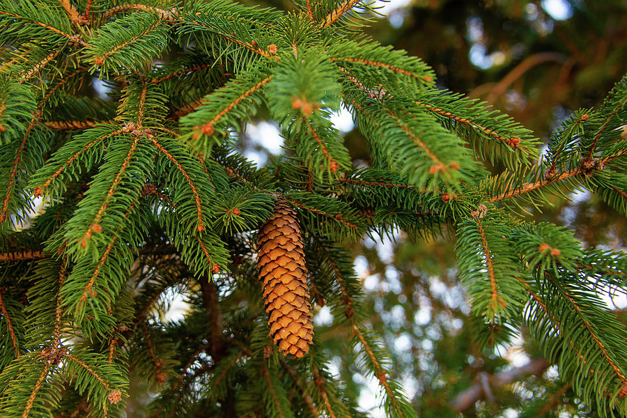 Pine Cone and pine tree-Hamilton County Indiana Photograph by William ...