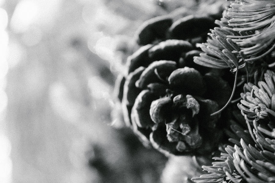 Pine Cone Black and White Photograph by W Craig Photography