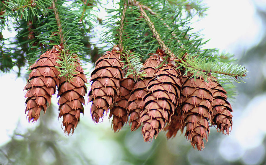 Pine cone cluster Photograph by Romaine Duc - Fine Art America