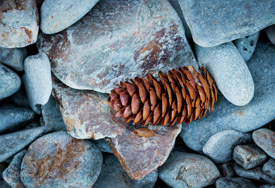 Pine Cone Photograph by David Lee