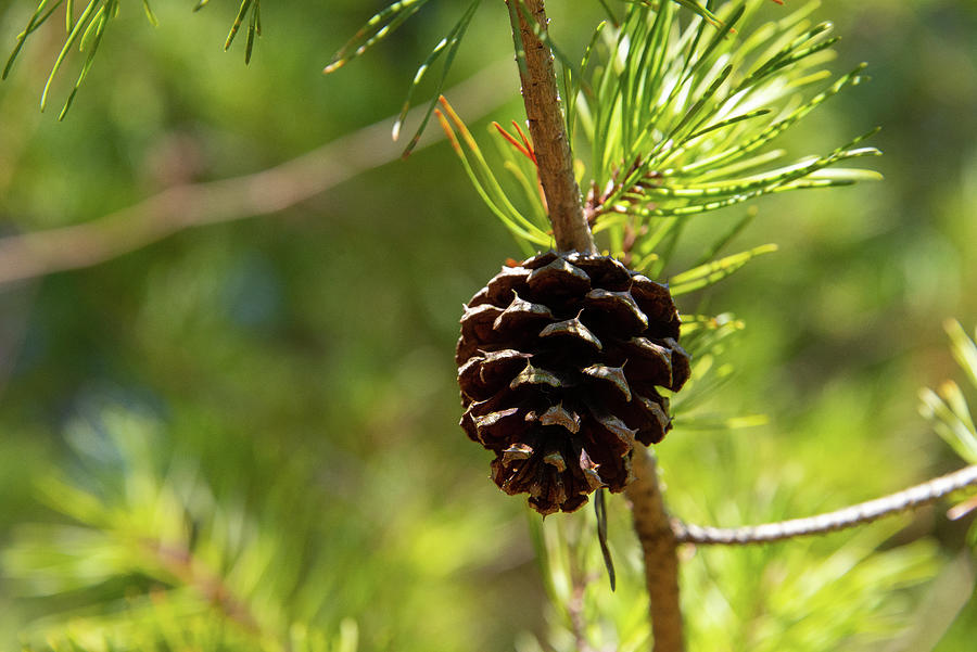 Pine Cone Photograph by Denise Jenison - Fine Art America