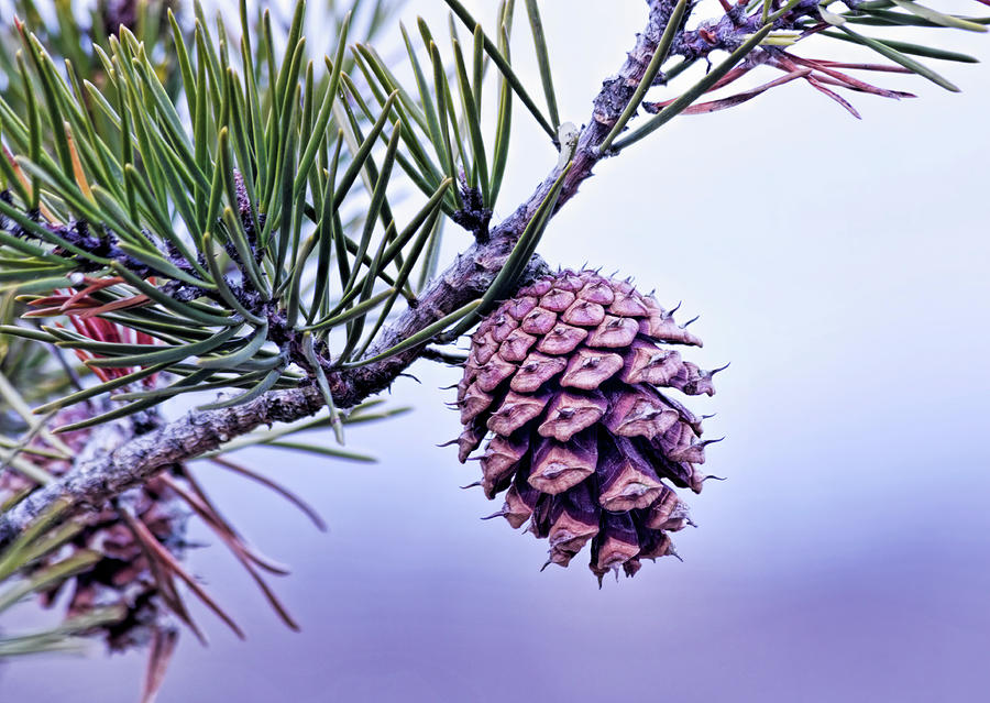 Pine Cone Photograph by Francis Sullivan
