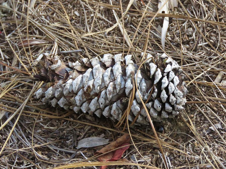 Pine Cone from Bok Tower Photograph by World Reflections By Sharon