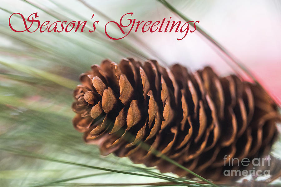 Pine Cone Glow Holiday Card Photograph by Tina Uihlein