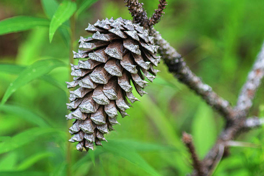 Pine Cone in the Croatan National Forest - North Carolina Photograph by Bob Decker