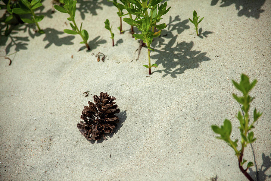 Beach Photograph - Pine Cone In The Sand by Karol Livote