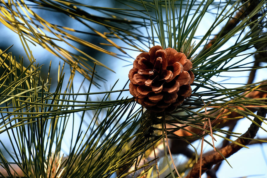 Pine Cone Photograph by Kuni Photography