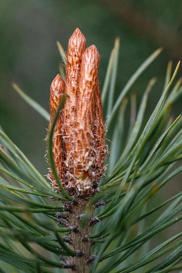 New Born Pine Cone In Latvia  Photograph by Aleksandrs Drozdovs