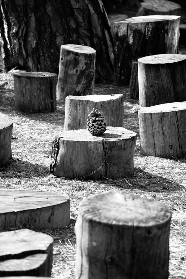 Pine Cone Photograph by Mia Badenhorst