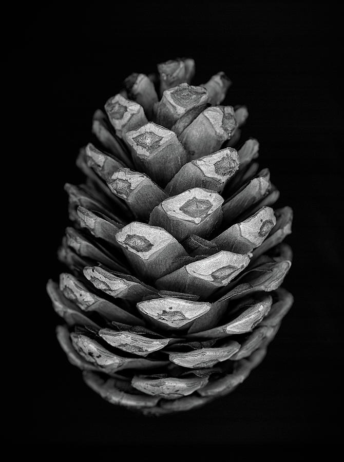 Pine Cone Monochrome Photograph by Craig Brewer - Fine Art America