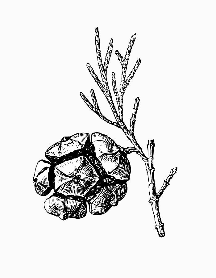 Pine Cone Drawing by Nastasic