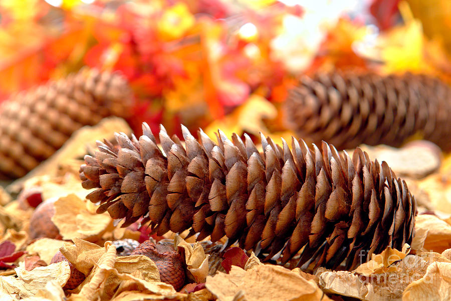Pine Cone on Fall Forest Floor Photograph by Olivier Le Queinec