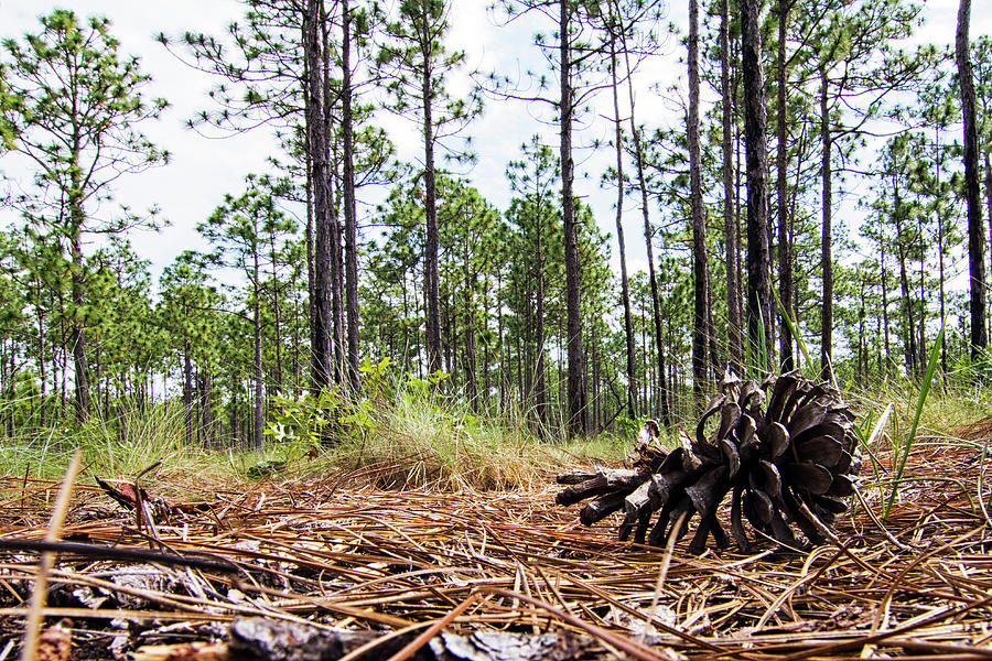 Pine Cone On The Forest Floor Photograph