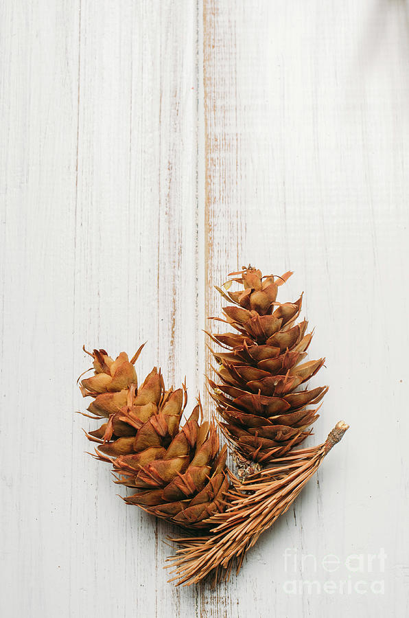Pine cone on white wooden background. Photograph by Jelena Jovanovic