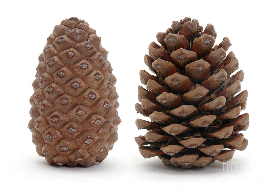 Pine cone open and closed Photograph by Warren Photographic