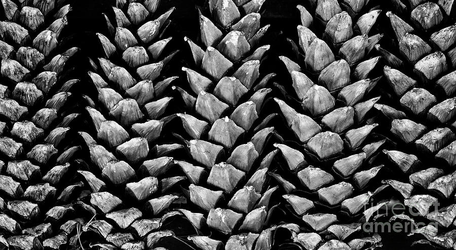 Pine Cone Pattern Monochrome Photograph by Tim Gainey