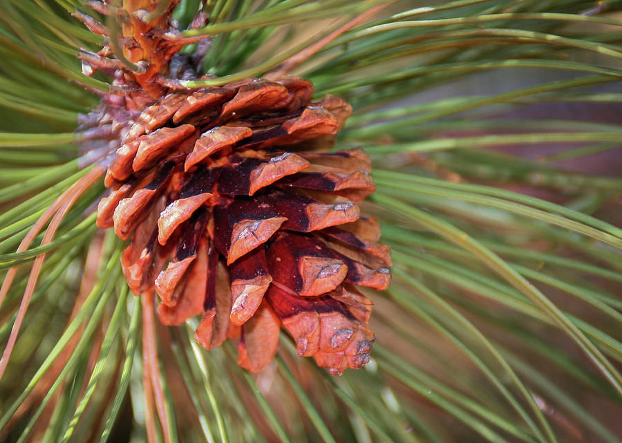 Pine Cone Photograph by Patti Deters