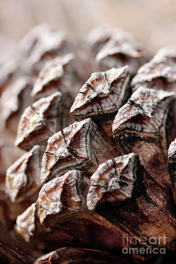 Pine Cone Scales Photograph by Natalie Dowty