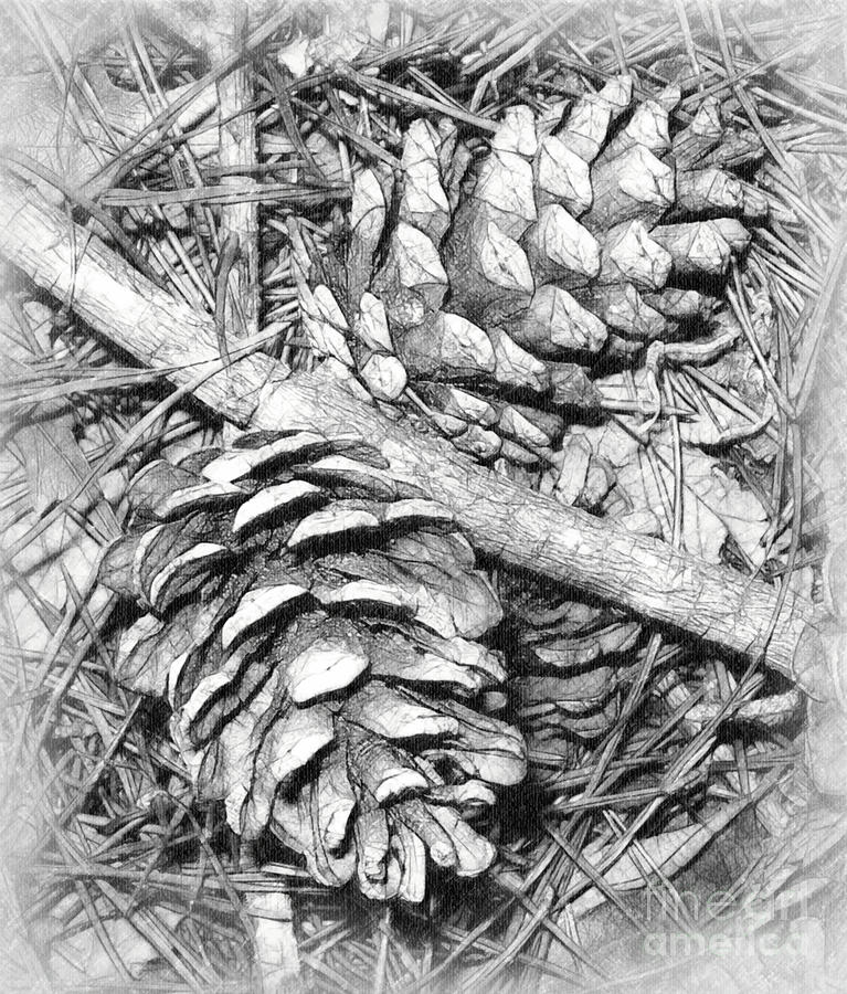 Pine Cone Sketch Photograph by Judi Bagwell