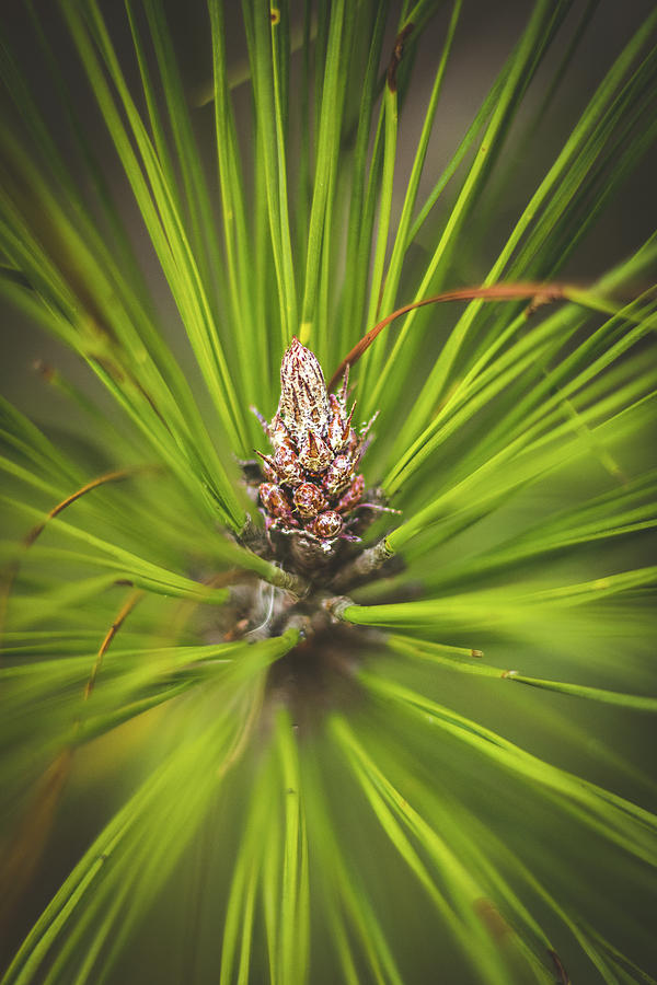 Pine Cone Starburst Photograph by Rick Nelson