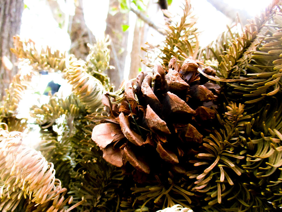 Pine Cone Wreath  Photograph by W Craig Photography
