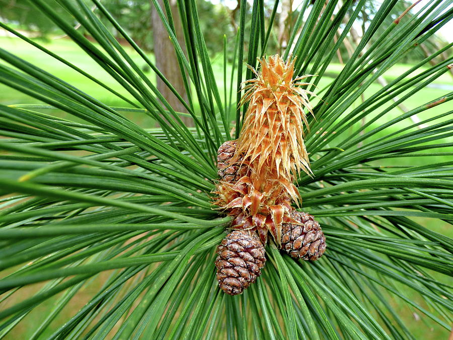 Pine Cones and Buds in the Spring Photograph by Lyuba Filatova