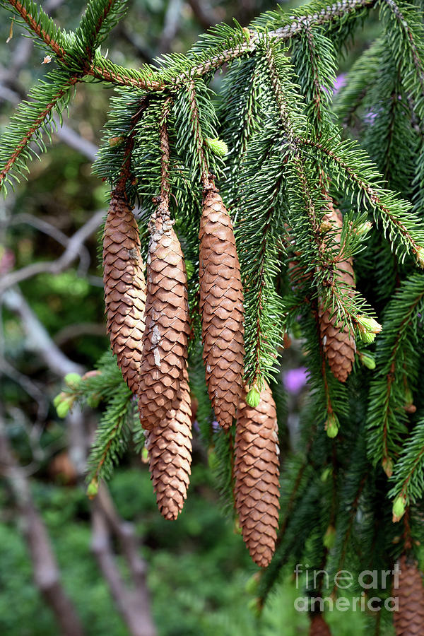Pine Cones Hanging Down from an Evergreen Photograph by DejaVu Designs